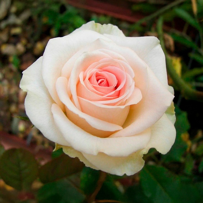 Роза чайно-гибридная Ла Перла 